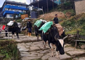 चौंरी गाईमार्फत ढुवानी
