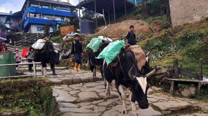 चौंरी गाईमार्फत ढुवानी