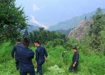 अवैध रूपमा लगाएको गाँजा खेती नष्ट