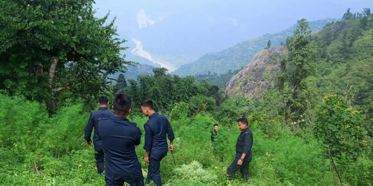 अवैध रूपमा लगाएको गाँजा खेती नष्ट