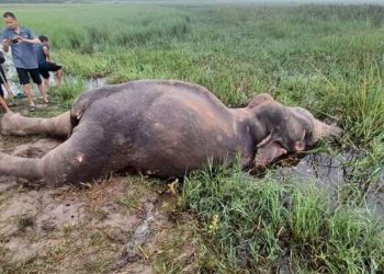 झापामा हात्ती मृत फेला