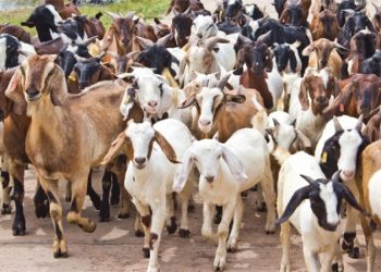 खोटाङको बराहपोखरीबाट एक करोड ७५ लाख रुपैयाँको खसी बिक्री