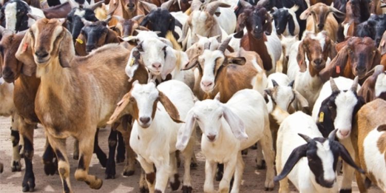 खोटाङको बराहपोखरीबाट एक करोड ७५ लाख रुपैयाँको खसी बिक्री