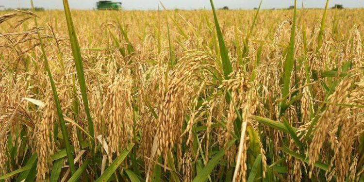 मोरङमा धमाधम धान भित्र्याउँदै किसान