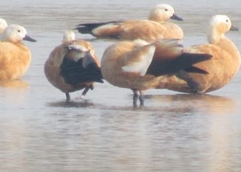 साइबेरियाबाट जाडो छल्न कोशीटप्पु आइपुगे चरा