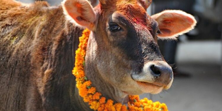 तिहारको चौथो दिन आज गोवर्द्धन पूजा