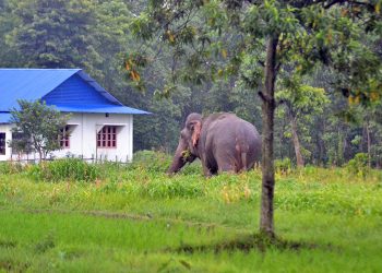 हात्तीबाट बाली जोगाउन विकल्प खोज्दै झापाका किसान