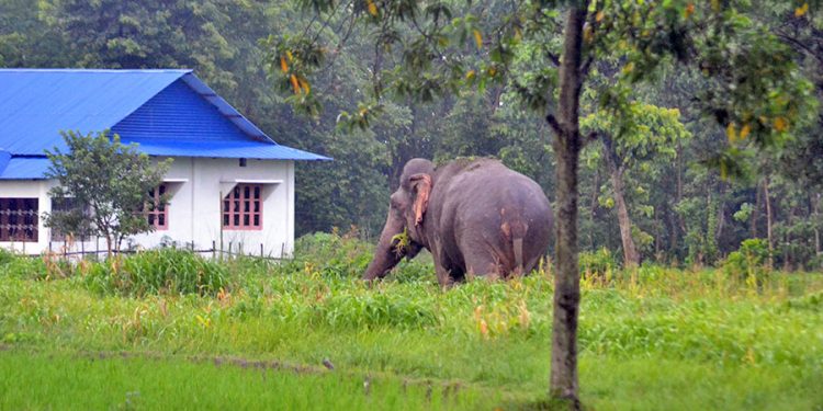 हात्तीबाट बाली जोगाउन विकल्प खोज्दै झापाका किसान