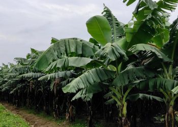 एउटै फार्मबाट तीन करोडको केरा बिक्री