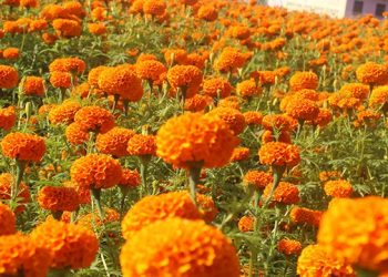 झापामा सयपत्री फूल नबिकेपछि २५ क्विन्टल खेतमै कुहिन लाग्यो