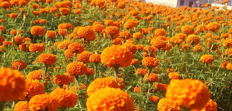 झापामा सयपत्री फूल नबिकेपछि २५ क्विन्टल खेतमै कुहिन लाग्यो