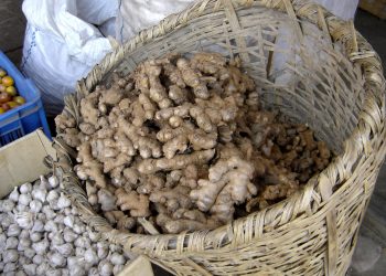 इलाम : रोगले अदुवा उत्पादनमा ह्रास