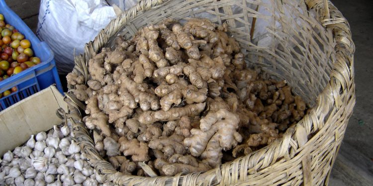 इलाम : रोगले अदुवा उत्पादनमा ह्रास