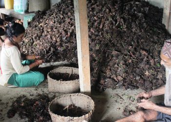 आधुनिक खेतीप्रणालीले सुध्रिँदै इलामको अलैँची खेती