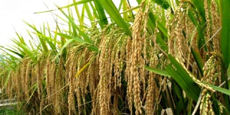 झापा : बीउबिजन फार्ममै छैन पर्याप्त जनशक्ति र बजेट