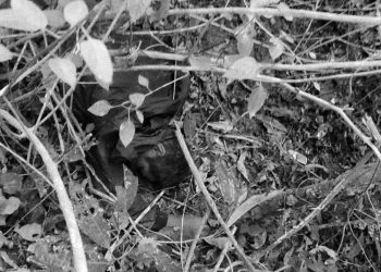 साइकलमा यात्रा गरिरहेको बेला हात्तीले आक्रमण गर्दा मोरङमा एक पुरुषको मृत्यु