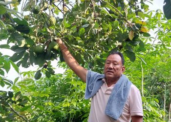 सुन्तलाखेती मास्दै एभोकाडो लगाउँदै इलामका किसान