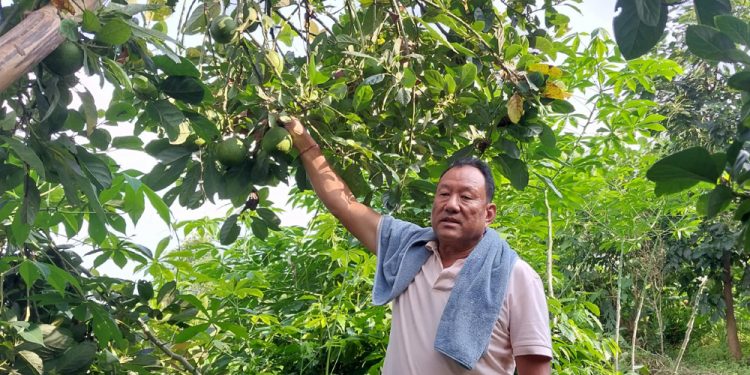 सुन्तलाखेती मास्दै एभोकाडो लगाउँदै इलामका किसान
