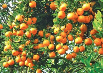 धनकुटामा सुन्तला बेचेर लाखौँको कमाई