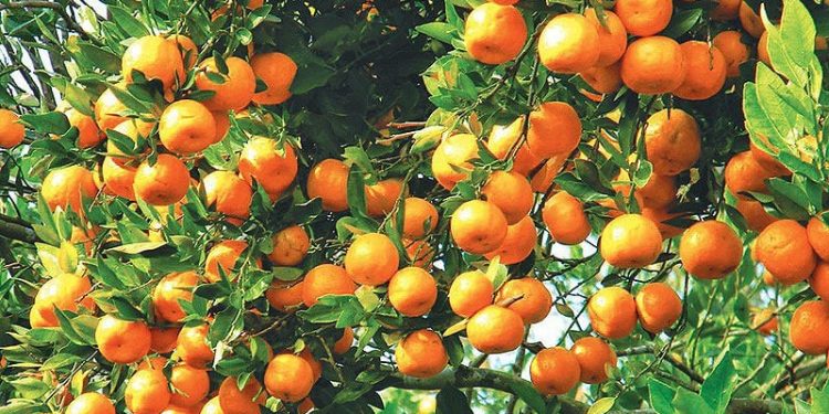धनकुटामा सुन्तला बेचेर लाखौँको कमाई
