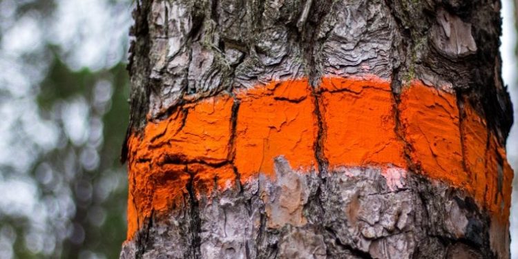 एसियाली राजमार्ग : आसपासका रुखमा टाँचा लगाउन सुरु