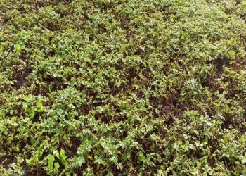 सुनसरी : आलुखेतीमा डढुवा कीराको सङ्क्रमण