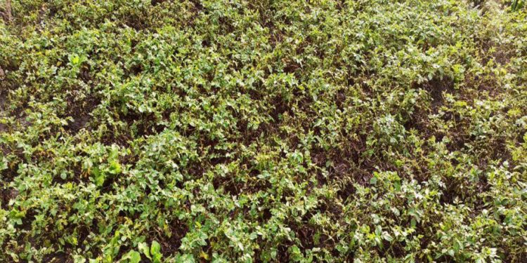 सुनसरी : आलुखेतीमा डढुवा कीराको सङ्क्रमण