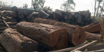 तरहराको जंगलबाट ‘सेटिङ’मा काठ तस्करी, गिरोह नै रहेको आशंका