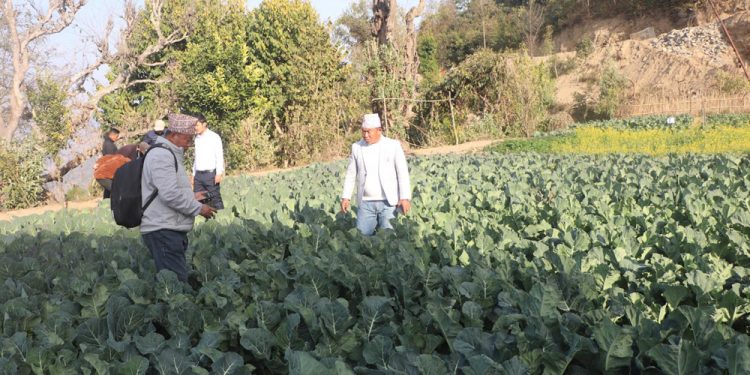 अर्गानिक कृषि उत्पादनमा जुट्दै भोजपुरका किसान