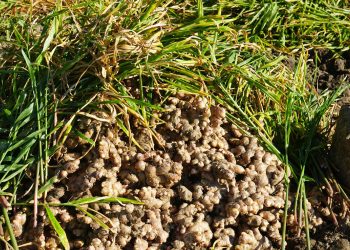 अदुवा खेतीले बढायो इलामका किसानको जीवनस्तरमा परिवर्तन