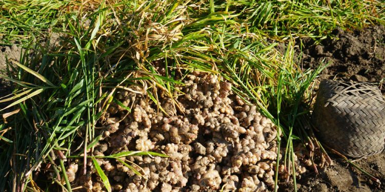 अदुवा खेतीले बढायो इलामका किसानको जीवनस्तरमा परिवर्तन