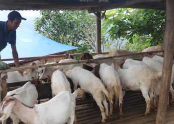इलाम : पढाउन छाडेर बाख्रापालन व्यवसायमा रमाउँदा …
