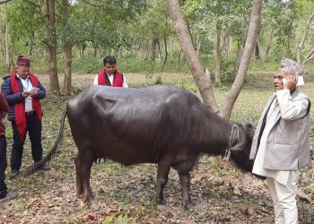 इटहरीमा भैँसी प्रतियोगिता, चन्द्रबहादुरको भैँसी प्रथम