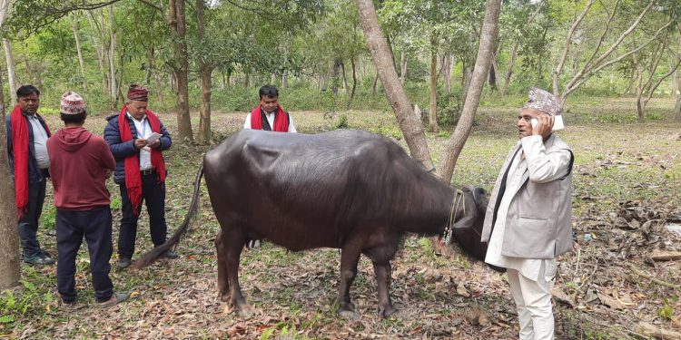 इटहरीमा भैँसी प्रतियोगिता, चन्द्रबहादुरको भैँसी प्रथम