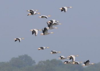 जाडो छल्ल नेपाल आएका चरा स्वदेश फर्किए