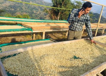 कफी खेतीबाट वार्षिक १३ लाख आम्दानी