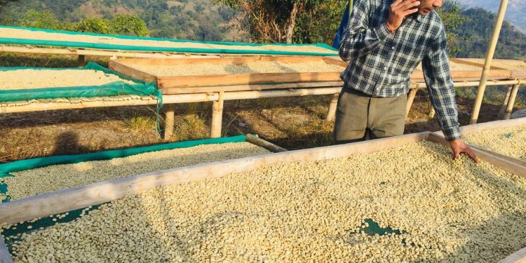 कफी खेतीबाट वार्षिक १३ लाख आम्दानी