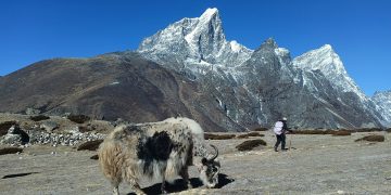 हिमालको काखमा याक