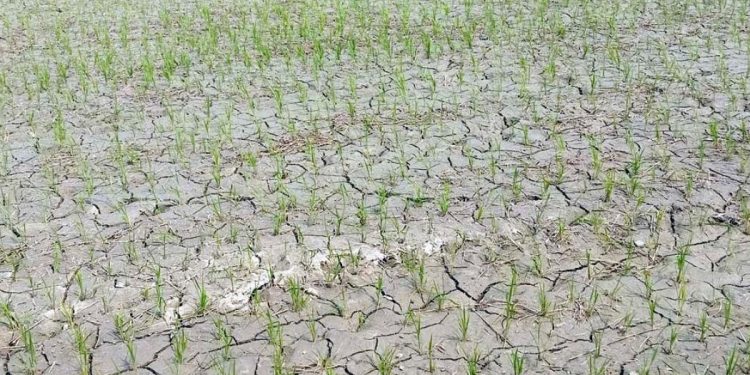 समयमा पानी नपर्दा सुक्न थाल्यो चैते धान