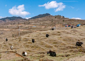 गुफापोखरी क्षेत्रमा चौँरी