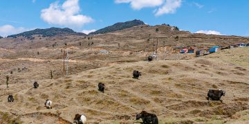 गुफापोखरी क्षेत्रमा चौँरी