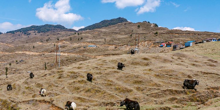 गुफापोखरी क्षेत्रमा चौँरी