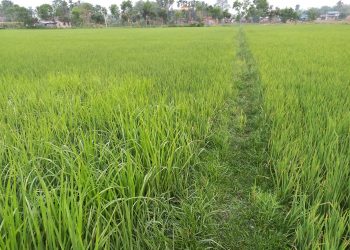 झापामा चैते धान खेती