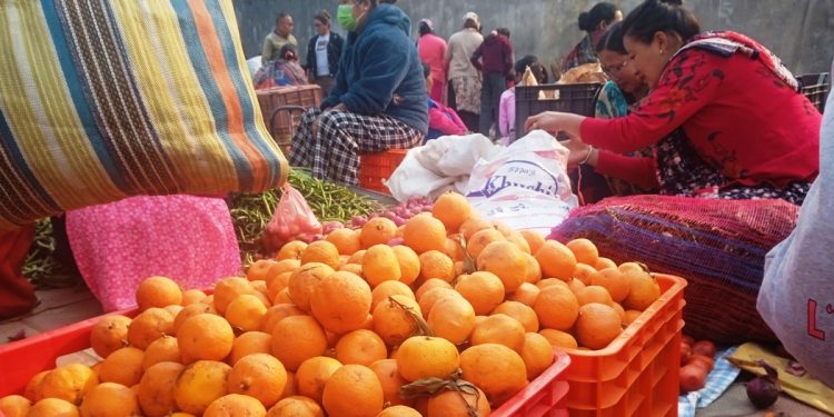 दुई महिनामै सुन्तलाले पायो तीन गुणा बढी मूल्य