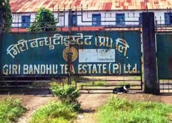 गिरीबन्धु टि-स्टेटका चिया मजदुरले पाएनन् पारिश्रमिक