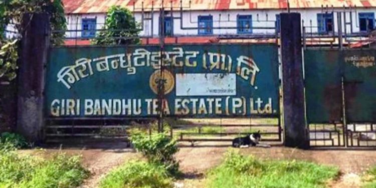 गिरीबन्धु टि-स्टेटका चिया मजदुरले पाएनन् पारिश्रमिक