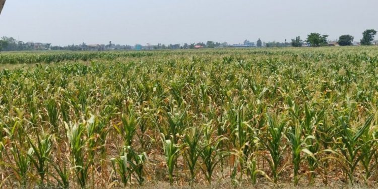 झापा : खडेरीले सुक्न थाल्यो मकै