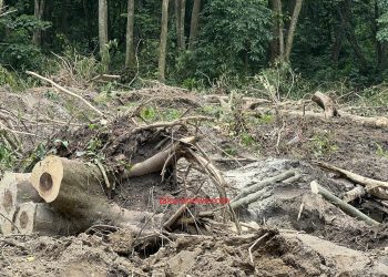 तरहराको सामुदायिक वनमा रूख मासेर पोखरी निर्माण, कार्यबाहक अध्यक्षसहित केही पदाधिकारी नियन्त्रणमा