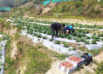 भोजपुरका किसान स्ट्रबेरी खेतीतर्फ आकर्षित