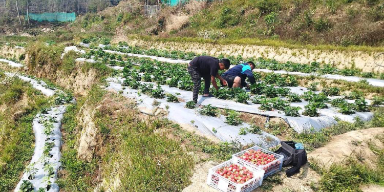 भोजपुरका किसान स्ट्रबेरी खेतीतर्फ आकर्षित